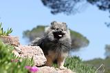 SPITZ ALLEMAND 116